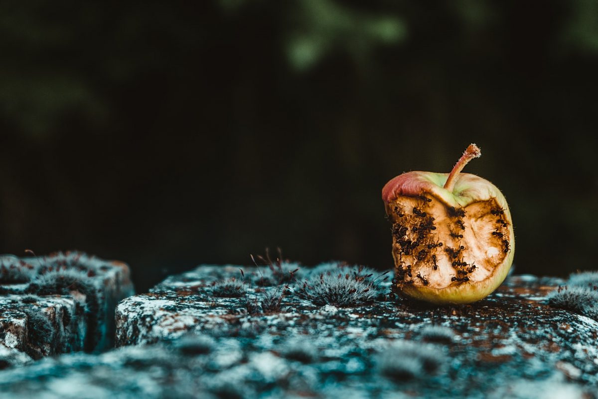 A rotten apple sitting on a rock outside.